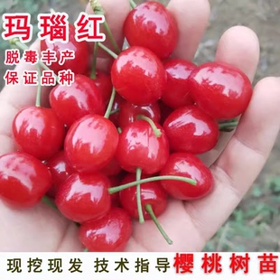 四川玛瑙红樱桃树苗车厘子树苗北南方种植樱桃苗树水果树果苗大全