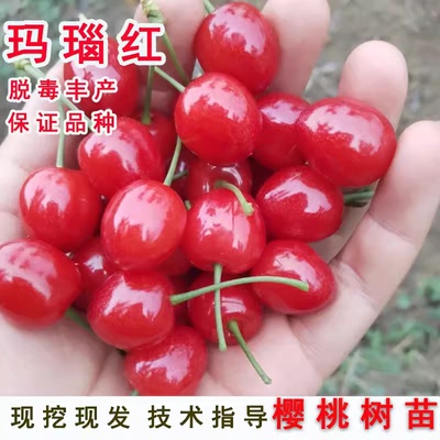 四川玛瑙红樱桃树苗车厘子北