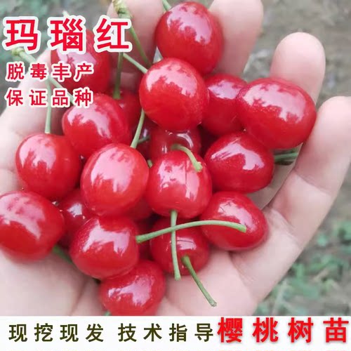 四川玛瑙红樱桃树苗车厘子北