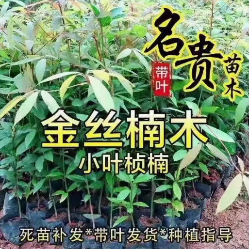 小叶稀有名贵红豆杉四川正宗桢楠
