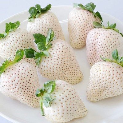白雪公主草莓苗雪兔巨无霸特大美白姬妙香隋