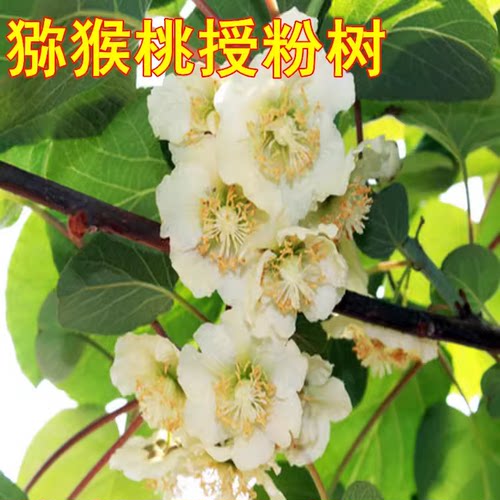 果树苗猕猴桃公树 猕猴桃授粉树 雄树