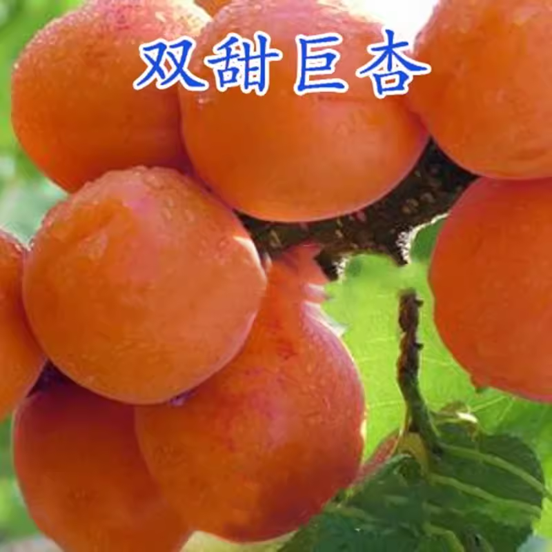 双甜巨杏树苗 嫁接杏子树苗甜杏仁树苗 南方北方种植当年结果