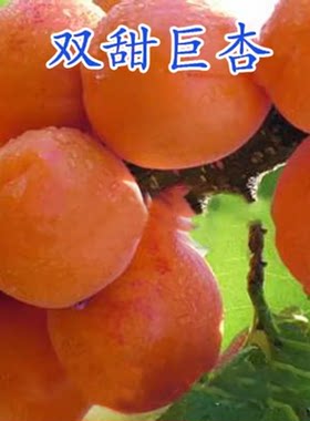嫁接南方种植当年结果杏树苗