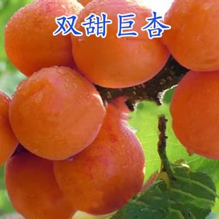 双甜巨杏树苗 嫁接杏子树苗甜杏仁树苗 南方北方种植当年结果