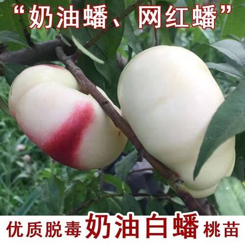 特大奶油超甜白蟠桃树苗嫁