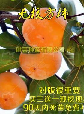 无籽方柿苗脆甜柿子无核嫁接南方
