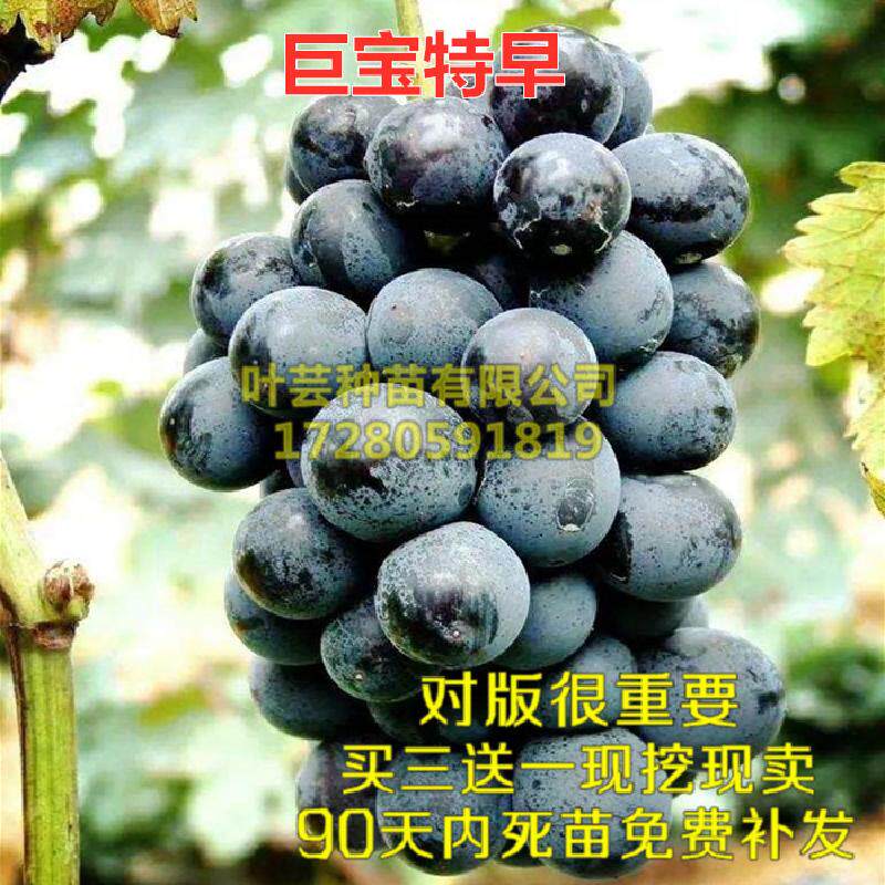 特早熟巨大粒葡萄苗品种巨宝特早葡萄树苗 五月成熟多汁美味