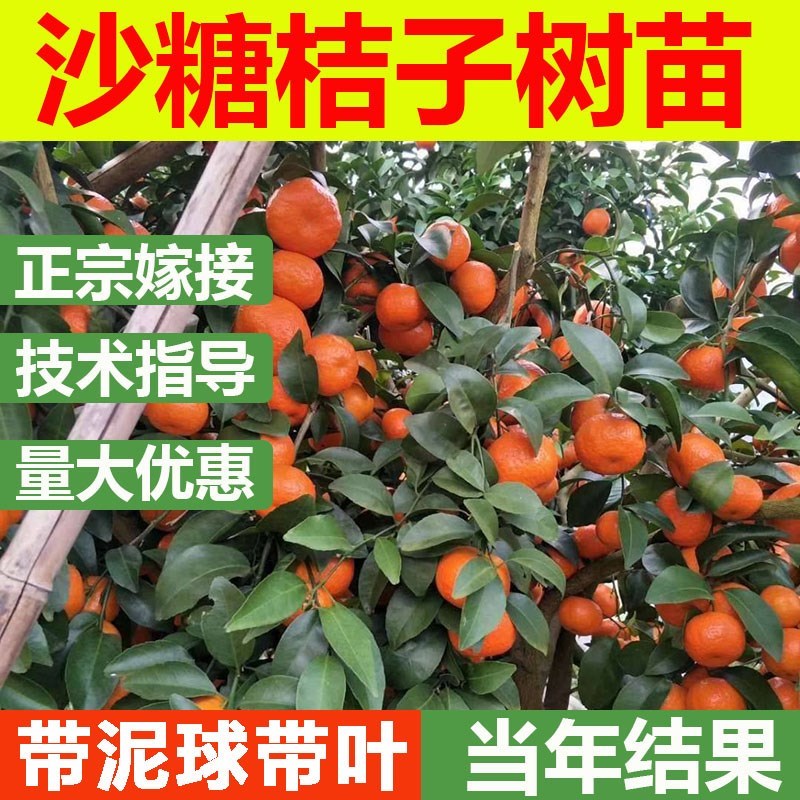 广西沙糖桔子树苗嫁接南方种植