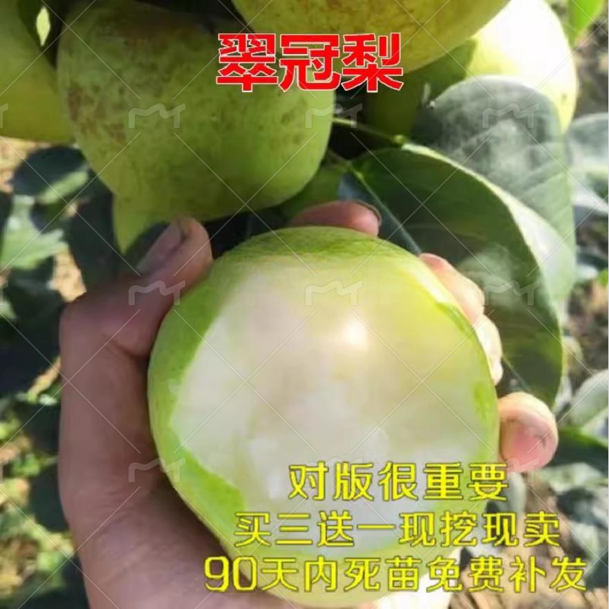 翠冠梨树苗嫁接梨树苗南方果树