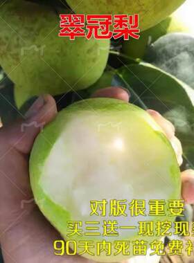 翠冠梨树苗嫁接梨树苗南方果树
