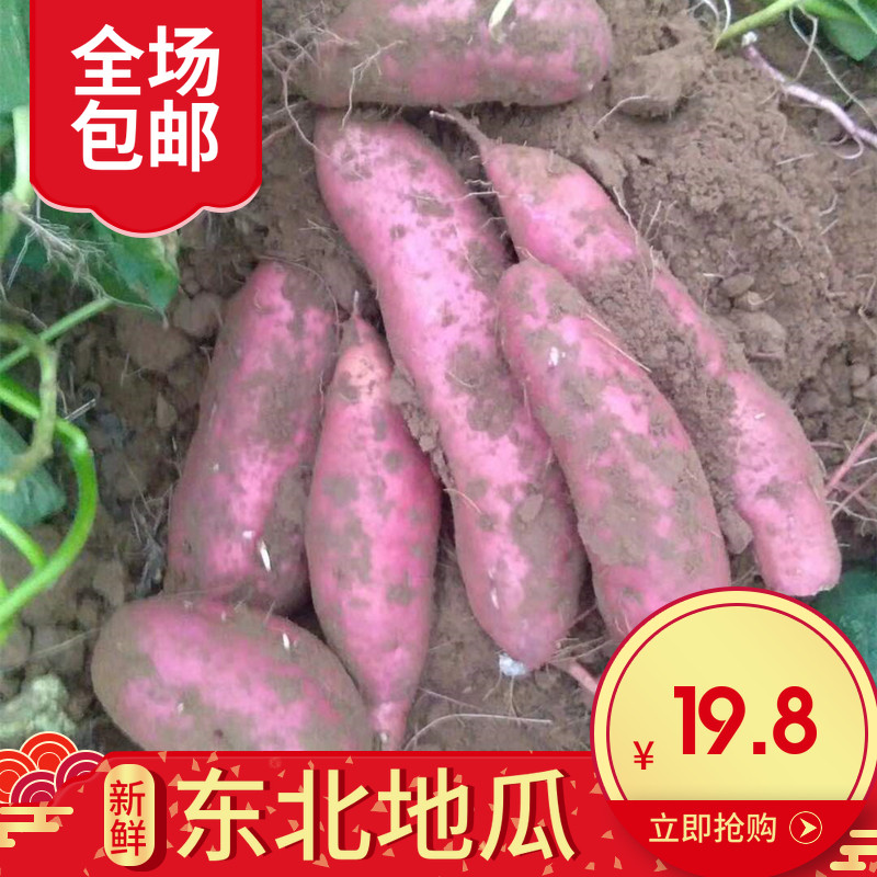 东北地瓜现挖红薯新鲜地瓜农家种植红番薯板栗味5斤红皮黄心地瓜