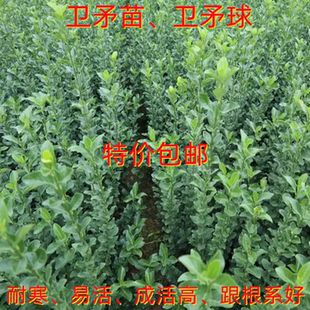 卫矛苗胶东卫矛球北海道黄杨冬青庭院绿篱四季常青耐寒包成活
