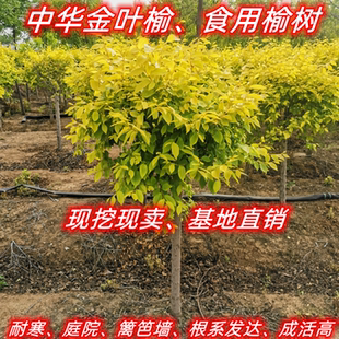 中华金叶榆树苗别墅庭院绿篱围栏篱笆榆树墙耐寒风景绿化树易成活