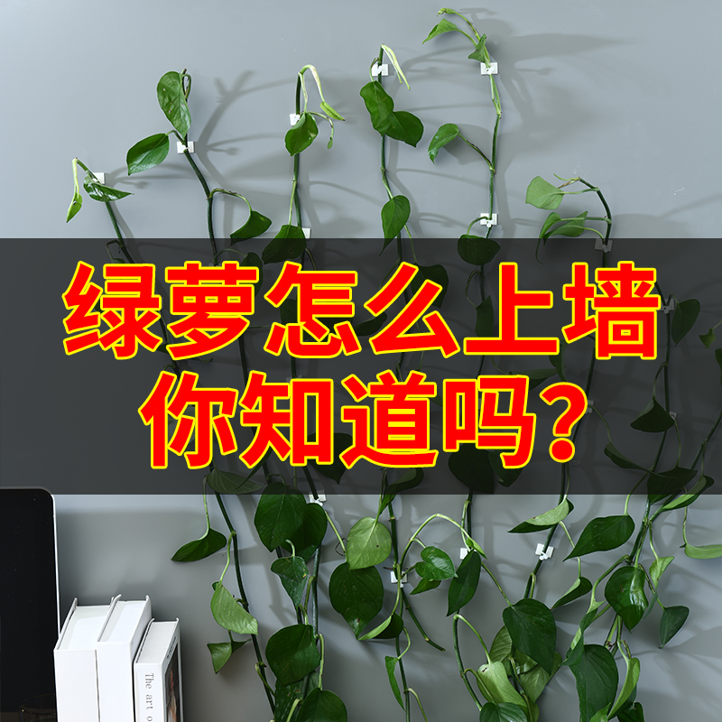 绿箩爬上神器挂钩绿萝卡子植物上墙爬墙固定器卡扣月季夹子蔷薇扣