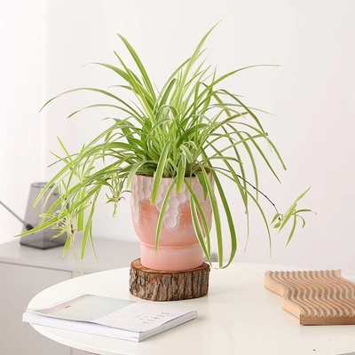 透气简约创意陶土红陶多肉花盆