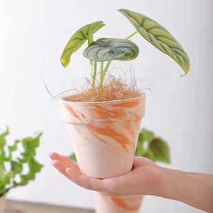 YSID玛奇朵多肉帝罗马蝴蝶兰花盆陶瓷阳台简约大号素烧小红陶土盆