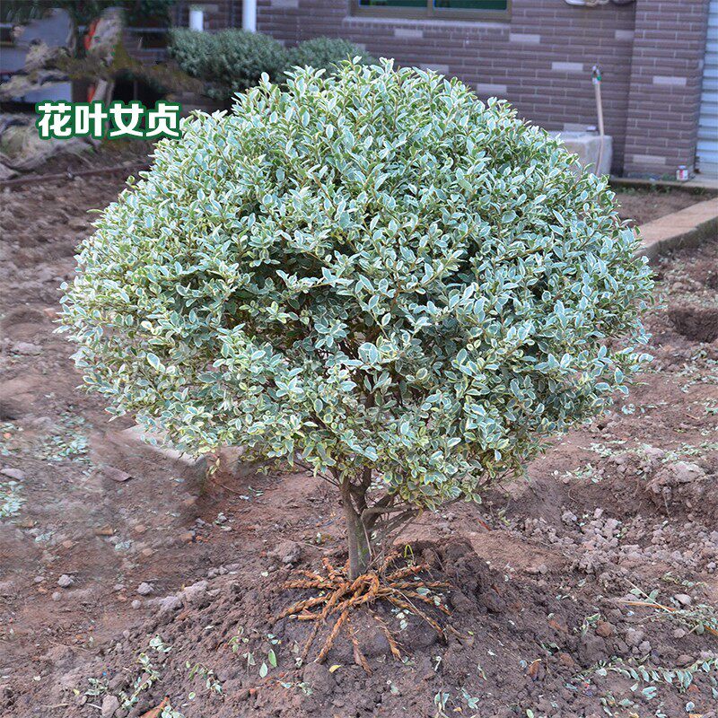 银姬小蜡球花叶女贞球变色女贞球庭院别墅四季常青花园耐寒绿化苗