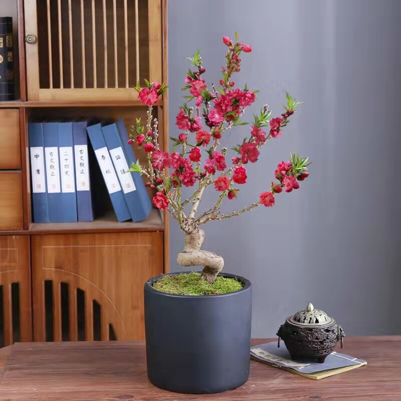 桃花盆栽带花苞老桩苗重瓣寿星桃树盆景室内外庭院真活苗桃花树苗