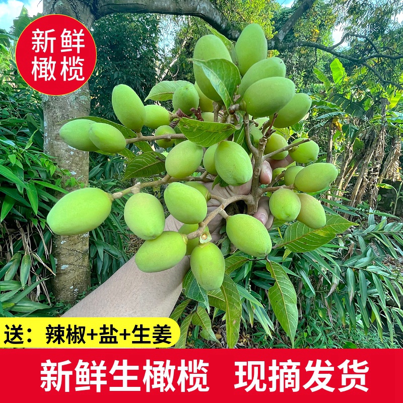 现摘新鲜青橄榄生吃橄榄回甘新鲜水果煲汤青果水果甘草橄榄