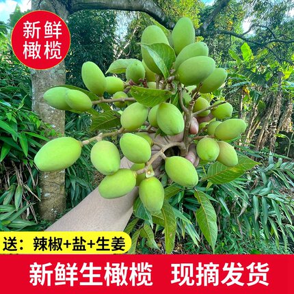 现摘新鲜青橄榄生吃橄榄回甘新鲜水果煲汤青果水果甘草橄榄
