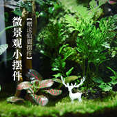 创意苔藓微景观生态瓶生态缸雨林造景绿植盆栽迷你植物小摆件成品