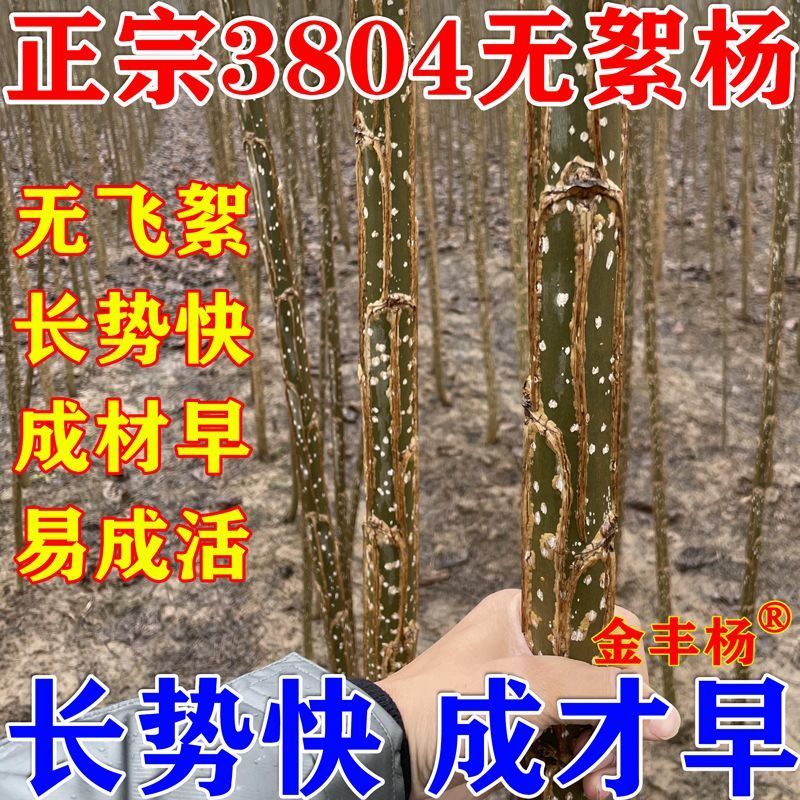 3804无絮杨树苗大叶新品种青皮吉德杨白杨树苗341207速生杨树苗