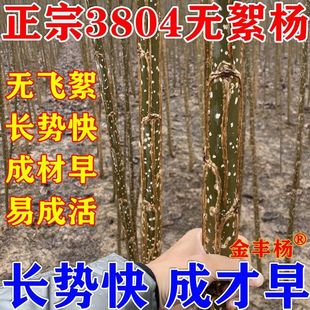 3804无絮杨树苗大叶新品种青皮吉德杨白杨树苗341207速生杨树苗