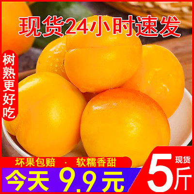 现摘杏子新鲜水果大黄杏