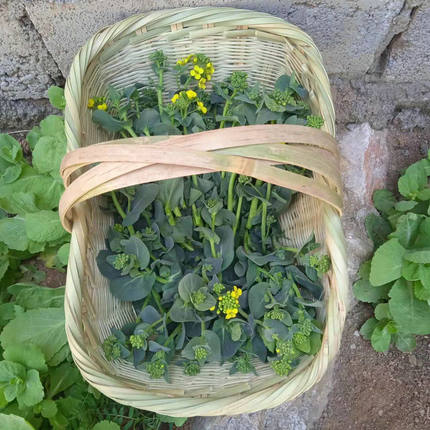 贵州篮子竹编大号手提篮小号菜篮子鸡蛋水果蔬菜采摘篮家用收纳筐