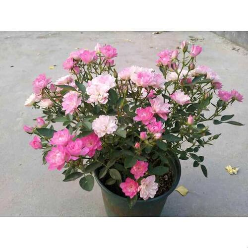 铃兰家 |  繁星（天菏) 微月开花机器迷你月季四季开盆栽阳台花卉