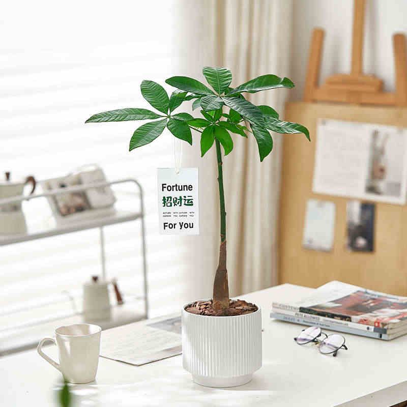 发财树盆栽招财树独杆造型室内绿植客厅前台桌面耐旱植物招财运图片