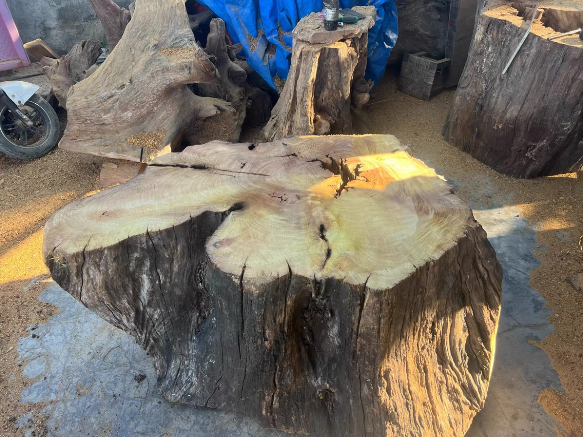 缅甸黄金刺木柞槡木干透老料做茶台底座做围炉高60长宽112-70木墩