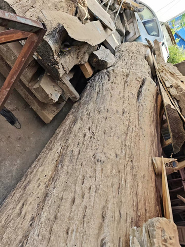 缅甸柚木缅柚原木料树桐风水柱大板料吧台长6米直径95cm镇店之宝