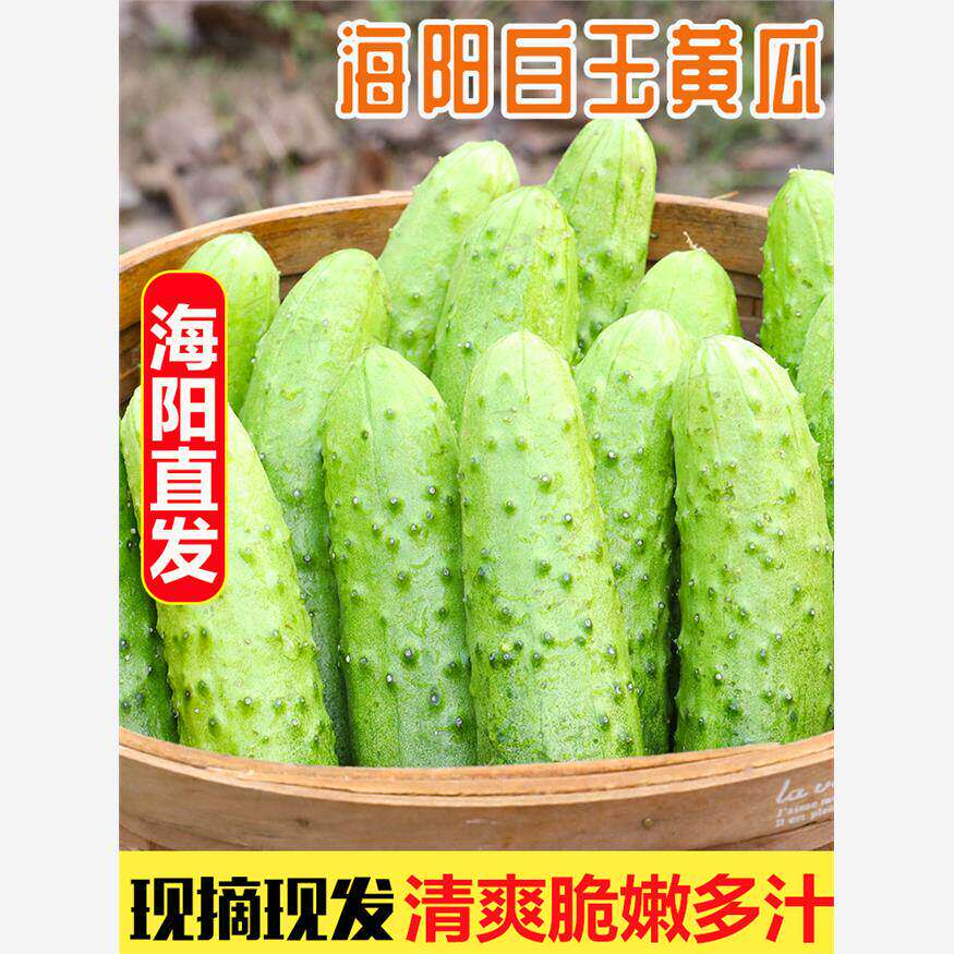 顺丰海阳白玉小黄瓜青瓜现摘生吃脆嫩水果农家孕妇新鲜蔬菜包邮