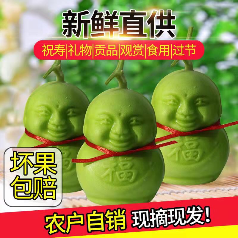 福娃人参果罕见水果长寿果