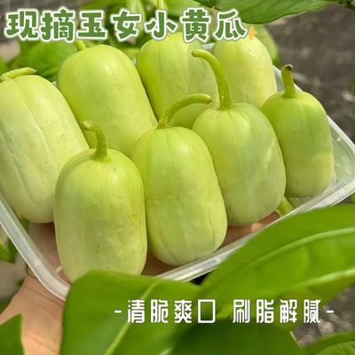 水果小黄瓜现摘玉女小黄瓜