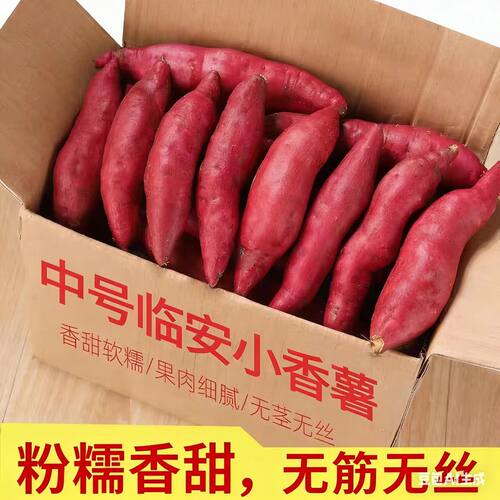 天目山小香薯软糯香甜现挖地瓜红
