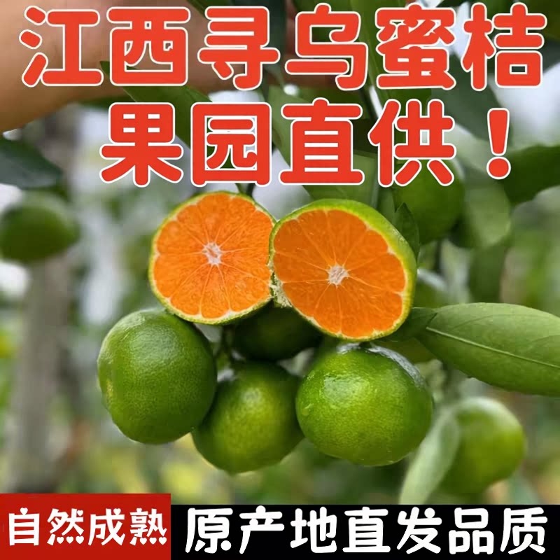 江西赣南寻乌蜜桔旗舰店当季早熟无籽青皮橘新鲜水果酸甜桔子整箱