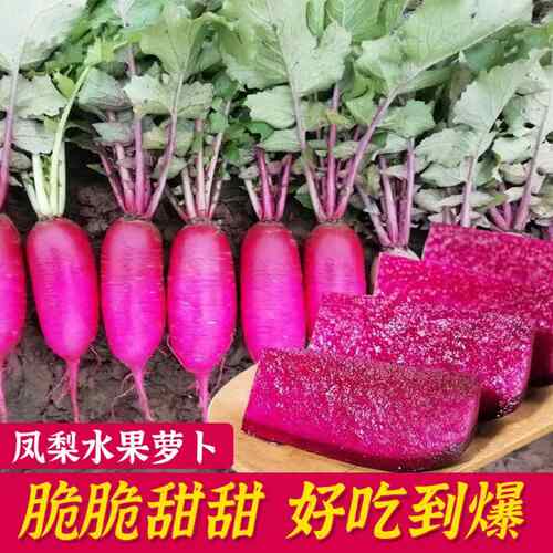 紫美人萝卜新鲜现挖胭脂泡菜萝卜