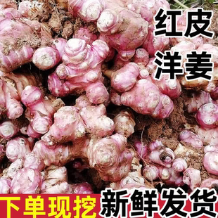 新鲜红皮洋姜鬼子姜种子腌制菊芋现挖腌菜姜不辣泡菜胰岛果