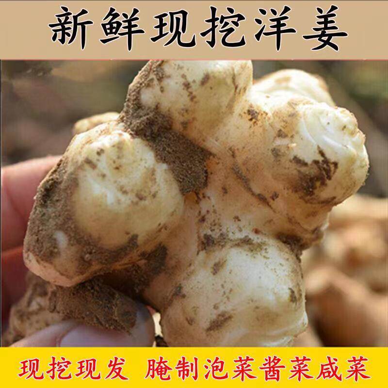 洋姜新鲜现挖鬼子姜不辣农家酱菜腌菜泡菜甜阳菊芋生洋姜种籽批发