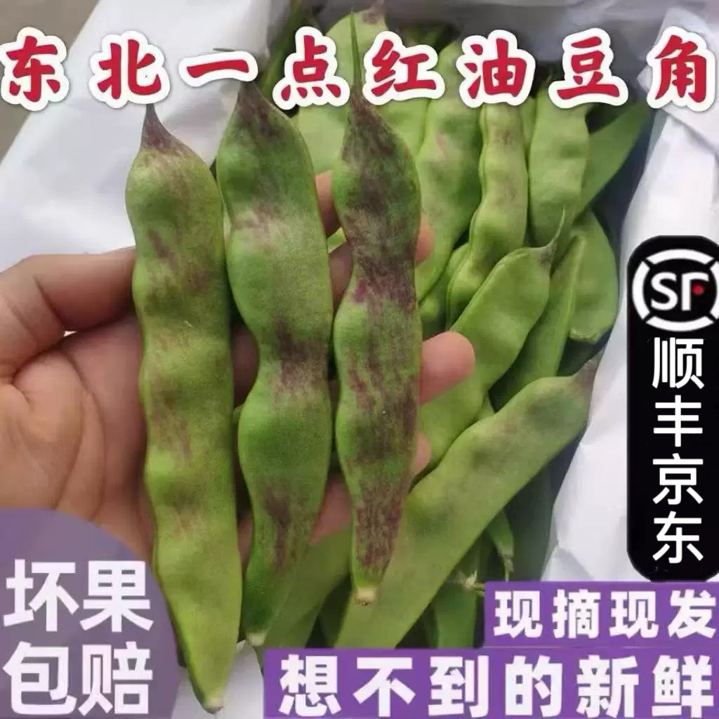 东北油豆角一点红新鲜现摘农家图片
