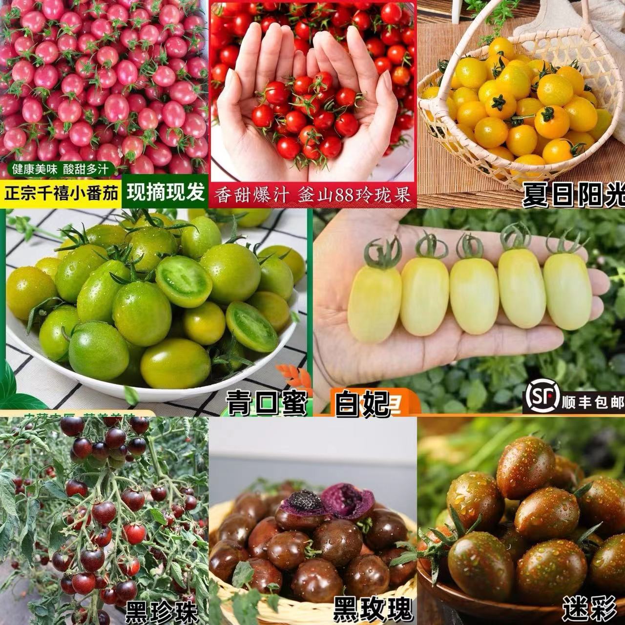顺丰包邮山东寿光圣女果新鲜现摘混拼装青口蜜阳光白妃黑番茄迷彩