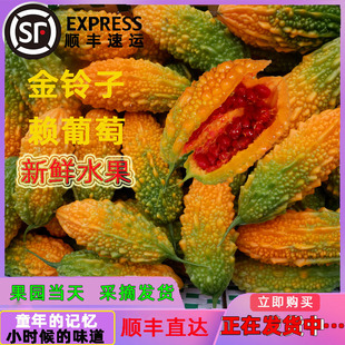现摘金铃子水果新鲜小癞瓜赖葡萄甜心红娘果稀奇古怪的水果1斤2斤