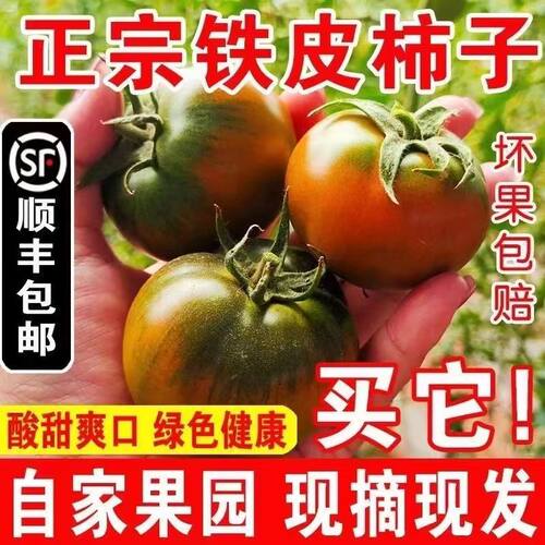 正宗新鲜水果西红柿草莓柿子