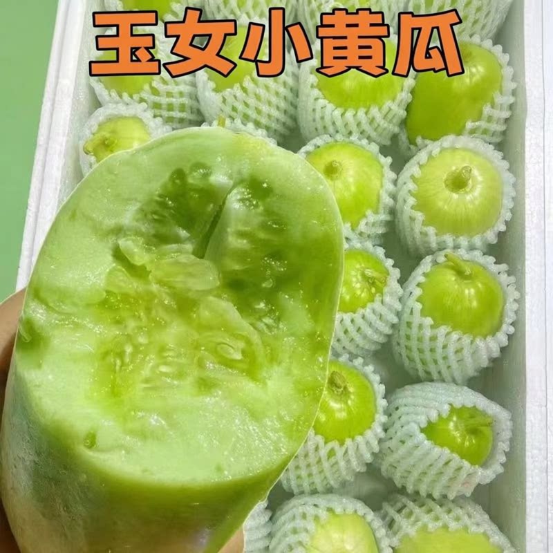 山东寿光玉女黄瓜新鲜生吃正宗金童玉女拇指小黄瓜现摘青孕妇蔬菜