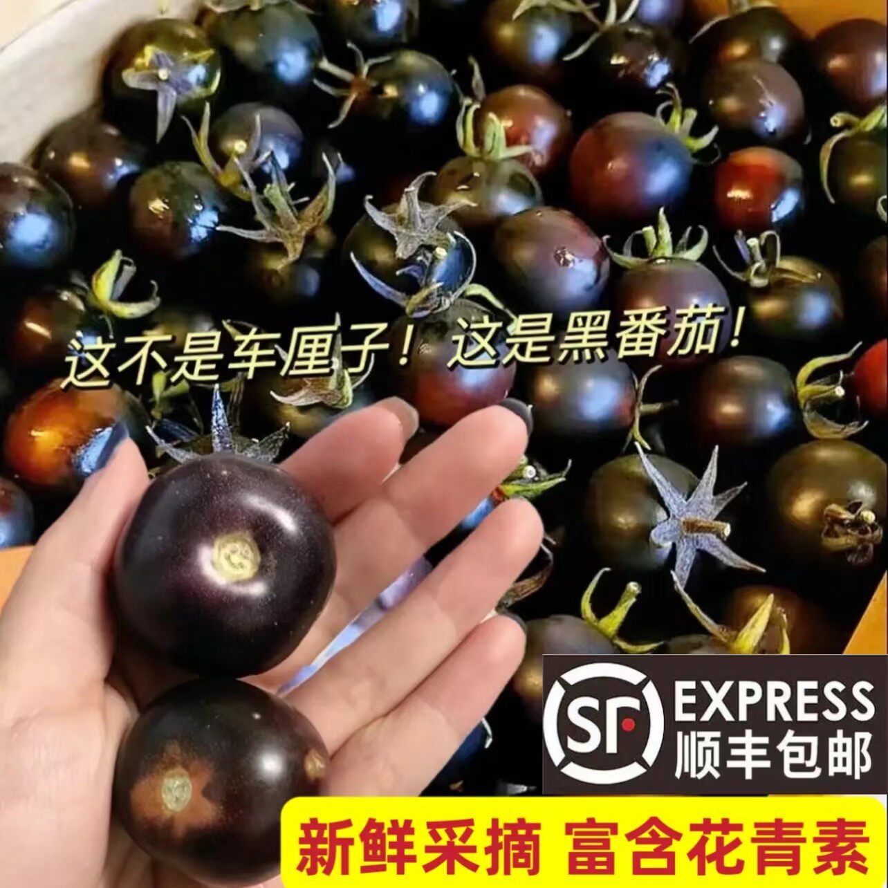 山东寿光小番茄新鲜现摘黑山努番茄蓝莓小柿子花青素水果爆汁顺丰