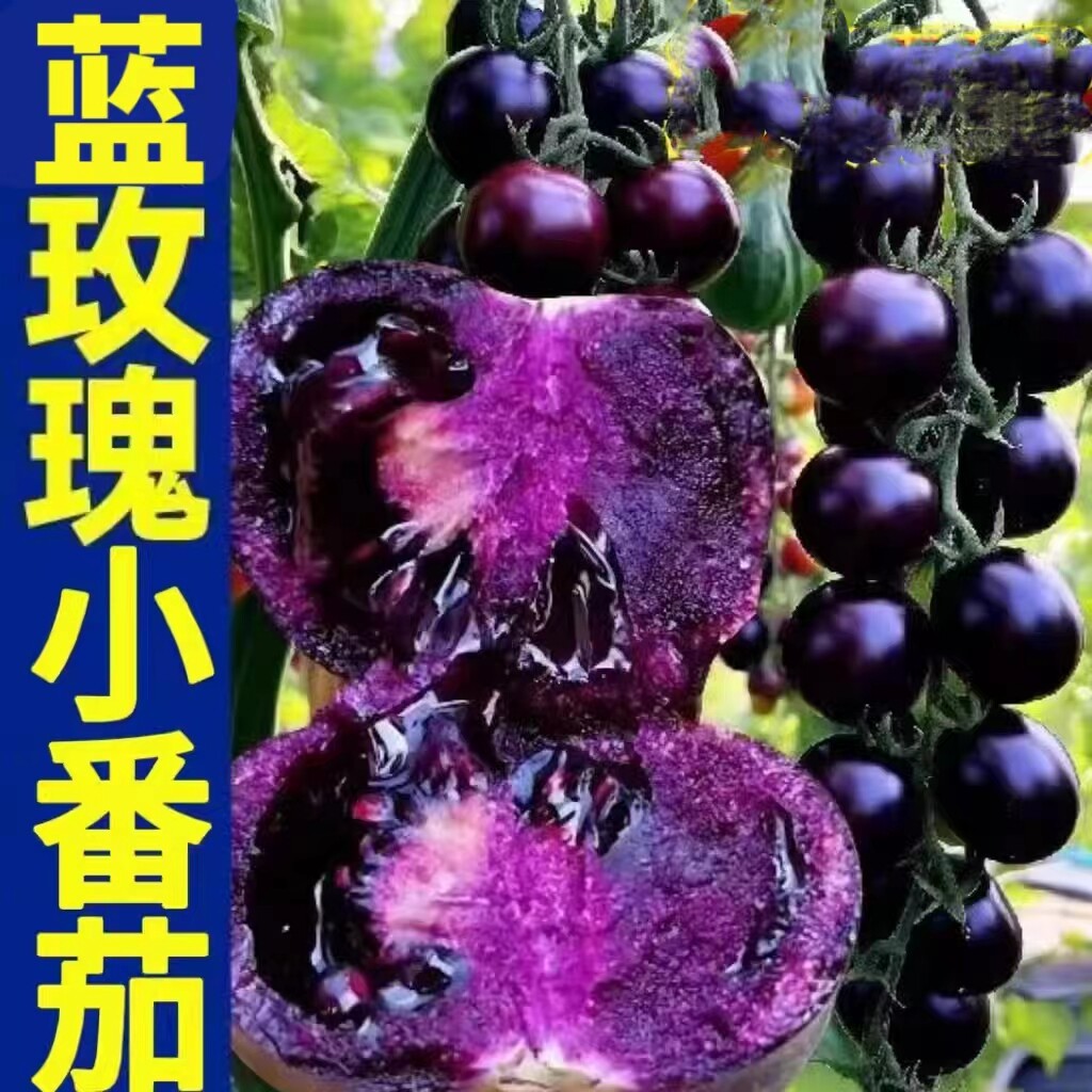 山东寿光黑色小番茄即食黑珍珠圣女果花青素紫色水果现摘顺丰包邮