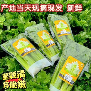云南新鲜水果清芹可生吃的芹菜当季现摘网红菜绿色榨汁蔬菜脆嫩